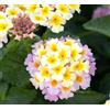 Generic 3 talee- Lantana camara * giallo/bianco | Lantana camara