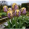 DFTKMJSY Assortimento di Tulipani Doppi Rari/Progettazione Paesaggistica da Giardino/Tulipani/Resistenti al Freddo-4 pcs-F