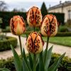 DFTKMJSY Assortimento di Tulipani Doppi Rari/Progettazione Paesaggistica da Giardino/Tulipani/Resistenti al Freddo-4 pcs-C