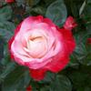 Vivaio Garden Forest Pianta Rosa Nostalgia Bicolore Rosso e Bianco | Ornamentale, Da Giardino, Rifiorente