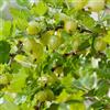 le Georgiche Vivai le Georgiche - Pianta vera di Uva spina Bianca Hinnonmäki Gul Ribes uva-crispa 'Hinnonmäki Gul' - vaso Ø 15 cm - altezza alla vendita 40-60 cm