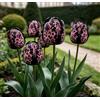 DFTKMJSY Assortimento di Tulipani Doppi Rari/Progettazione Paesaggistica da Giardino/Tulipani/Resistenti al Freddo-4 pcs-B