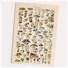 FOLLYGRAPH Poster vintage con funghi e foreste, piante (A2 (42 x 60 cm)