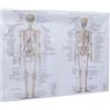HEANUJJ Poster di Anatomia Muscolare Scheletrica in Tessuto Leggero Facile da Leggere per Studenti e Ambienti Scolastici Decorazione Educativa Scientifica