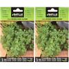 Semillas Batlle Battle - Semi Aromatici Prezzemolo Riccio Verde Scruro (Seeds - 25Cm) (Confezione da 2)