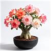 Generic Rosa del deserto precoce balcone ufficio 1bulbi