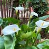 Generic calle, Zantedeschia, resistenti, adatte al pieno sole balcone 3bulbi