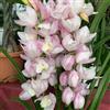 UYKOJMDR Cymbidium,Vari Colori,perenni,splendente e vivace,Ambiente Paesaggistico,Decorazione del giardino.-5Cymbidium pezzo-M