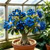 Generic Rosa del deserto - rialzata, balcone estivi 1bulbi
