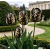 DFTKMJSY Assortimento di Tulipani Doppi Rari/Progettazione Paesaggistica da Giardino/Tulipani/Resistenti al Freddo-4 pcs-E
