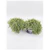 MODIPITRE 2 piante di Timo praecox Albiflorus su vaso cm 14 MODIPITRE