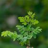 Generic moringa giardino resistenti ombra ornamentali in vaso sostenibili 40semi