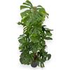 GARDENARIA - Monstera deliciosa, Mostera pianta vera da interno, vaso da 34 cm, Facile da coltivare (145-155 cm)