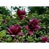 Gardenaria Pianta Esterno Magnolia 'X Genie' Colore Viola e Rosa intenso - Arbusto ornamentale da giardino 50/70 cm (vaso19)