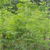 Generic moringa - decorazioni giardino per esterni verdi esotiche biologiche 60semi
