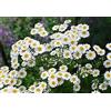SVI Tanacetum parthenium (Partenio) 1000 seme