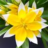 VIRIDIMANIA Bulbi di Tulipani | Collezione Varietà Esclusive da Autunno a Primavera | Alta Qualità e Controllo Selezionato | Fioritura Garantita (20 Bulbi di Tulipani TARDA)