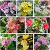 Generic Lewisia - giardino di 50semi