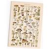 FOLLYGRAPH Empire Interactive - Poster con funghi vintage, motivo: foresta, piante (30 x 40 cm)