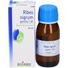 BOIRON RIBES NIGRUM GEMME 60ML MG