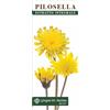 DR.GIORGINI SER-VIS SRL Pilosella Estratto Integr200ml