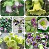 Generic Cobea giardino roccioso lungo periodo di ombra rango arredamento 90semi
