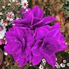 VJIDOSO Grazia Amaryllis,Garden,Molto grande,resistente all'inverno,Decorazione Eccellente,facile da curare,bellissima.-2PCS-O