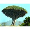 Generico 10 Semi di Albero del Drago delle Canarie (Dracaena Draco)