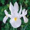 VIRIDIMANIA Bulbi di Iris | Esclusiva selezione dai migliori produttori Olandesi | Controllo Qualità | Fioritura garantita. (10 Bulbi di IRIS HOLLANDICA BIANCHI)
