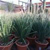 VIVAIO GARDEN FOREST Dasylirion serratifolium Pianta ornamentale | Resistente, Per giardini aridi