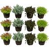 vdvelde.com - Sedum 12 piante rustiche, tappezzante da giardino roccioso | Borracina per riva, bordura e vasca, copre 1-1,5 m2, resiste alla siccita, adatta alle api