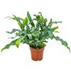 Bloomique - Phlebodium Blue Star - Felce Blu - Pianta da Interno - Purifica l'Aria - Adatta agli Animali - Alta 20-30 cm - Vaso 12 cm