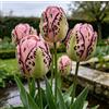 DFTKMJSY Assortimento di Tulipani Doppi Rari/Progettazione Paesaggistica da Giardino/Tulipani/Resistenti al Freddo-4 pcs-H