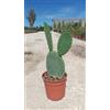 VIVAIO GARDEN FOREST Fico d'India Opuntia Ficus-Indica Vaso 24 cm Cactacea | Senza Spine