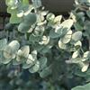 Generic eucalipto giardino biologiche in vaso copertura del terreno 400semi