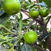 Generic cachi neri - di giardino interno rampicanti 35semi