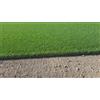 VIVAIO GARDEN FOREST Firecracker Festuca arundinacea - Prato Verde, Denso e Resistente Barenbrug 15kg