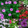 Generic Portal Cool Pink: 10 Pezzi Vinca Rosea Madagascar Pervinca Giardino Domestico di DIY Bonsai Vasi Woody WST