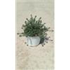 VIVAIO GARDEN FOREST Rosmarino Australiano Westringia Fruticosa Bianca Vaso 18 cm | Sempreverde