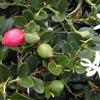 le Georgiche Vivai le Georgiche - Pianta vera di Carissa macrocarpa Carissa grandiflora Prugna Natal, Gelsomino africano - vaso Ø 17 cm - altezza alla vendita 10-15 cm