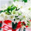 Generic Bulbi narcisi|Semi Jonquille|fiori artificiali|Pianta tenace-3,10bulbis