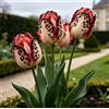 DFTKMJSY Assortimento di Tulipani Doppi Rari/Progettazione Paesaggistica da Giardino/Tulipani/Resistenti al Freddo-10 pcs-D