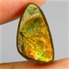 Gemsporium Ammolite Naturale Hot Rainbow Luster 5.17ct Trilliant Cabochon 14x8mm