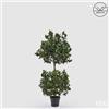 EDG Enzo De Gasperi Pianta Artificiale Agrifoglio H 140 Cm con Vaso - Anti UV Verde per Interno ed Esterno