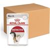 Royal Canin Instinctive Gravy | Confezione Doppia | 2 x 12 x 85 g | Cibo umido per gatti adulti | Piccoli pezzi in salsa | Per sostenere uno stile di vita sano