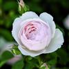 Rose Barni Desdemona®, rosa viva di Rose Barni®, rosa in vaso English Roses®, fiori grandi a coppa, profumo intenso, colore bianco rosato, cod. 71087