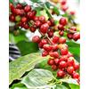 PERAGA GARDEN 1 PIANTA DI COFFEA ARABICA PIANTA DEL CAFFÈ IN VASO 7CM PIANTE DA INTERNO