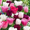 VIRIDIMANIA Bulbi di Tulipani | Bulbi provenienti dai migliori produttori Olandesi | Esclusiva selezione e controllo qualità | Fioritura garantita. (15 Bulbi di Tulipani ROSA, BIANCHI e VIOLA)