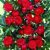 Rose Barni Florentina®, rosa rampicante in vaso di Rose Barni®, pianta rifiorente a grandi fiori doppi, h. raggiunta fino a 5 metri, pianta di rosa in vaso resistente alle malattie, cod. 16053