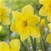 le Georgiche Vivai le Georgiche - Pianta vera di Narciso Large Cupped Carlton - Bulbi